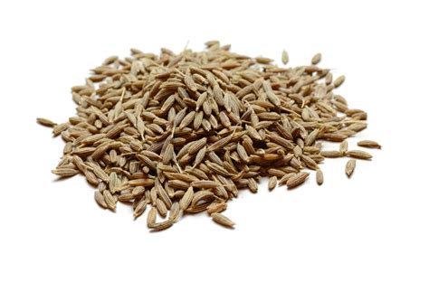 cumin seed name scientific spice cuminum cyminum